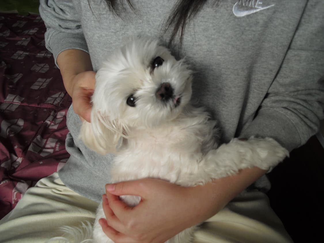 카시오 엑슬림 ex-z1 상품이미지6