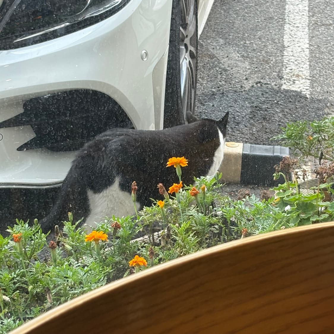 에르메스 와니베안 화이트 상품이미지1