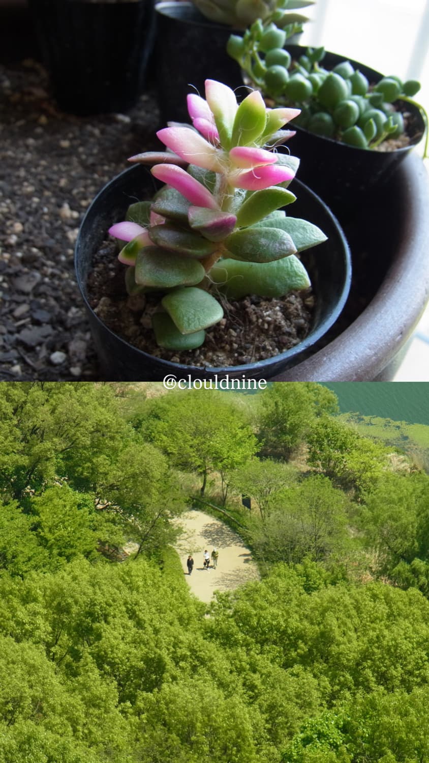 레어✨작례👌-Ricoh cx4 핑크디카 🎀 상품이미지7