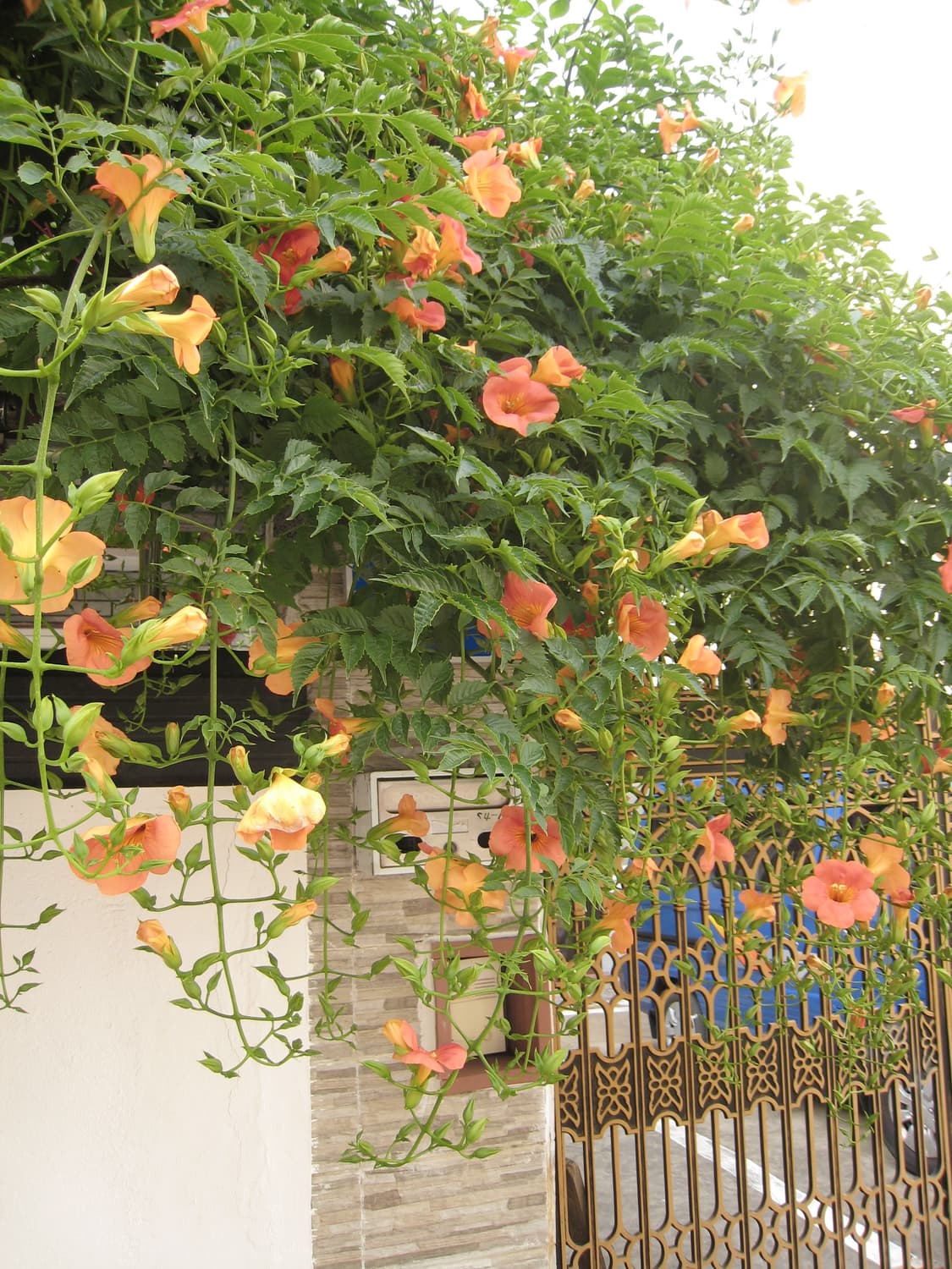 Canon IXUS 850is 판매합니다 상태 좋아요 상품이미지7