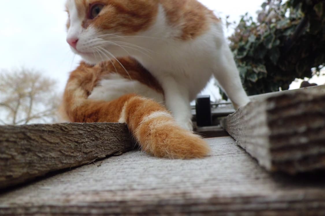 [코르티스픽!] 카시오 Exilim EX-ZS5 디지털카메라 상품이미지9