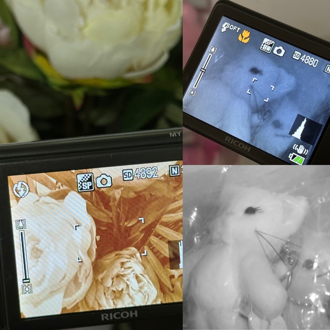 리코 카프리오 Ricoh Caplio R6 빈티지디카 실버 (작례) 상품이미지10