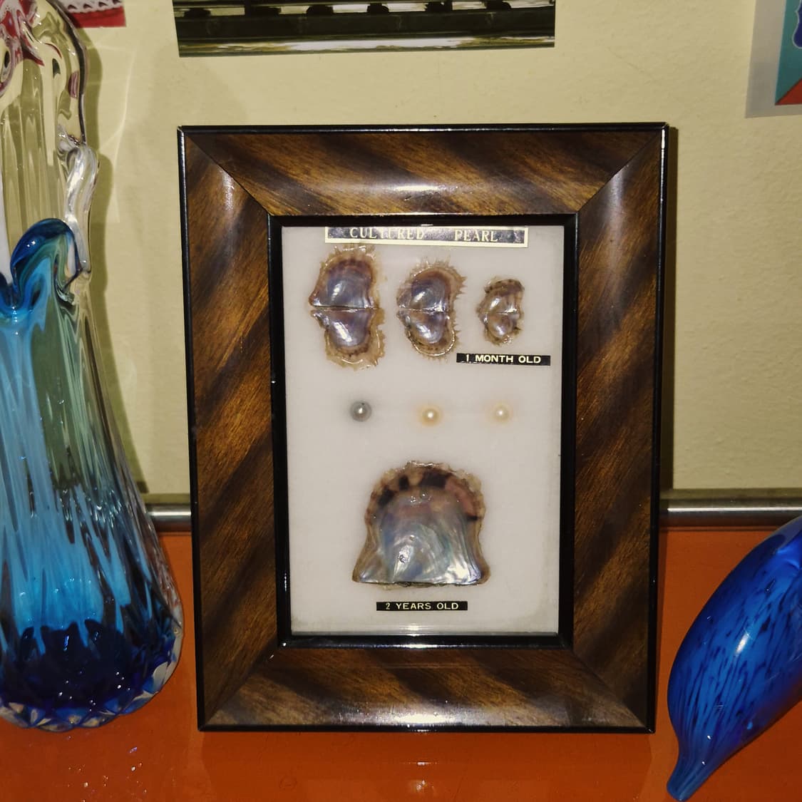 60s 이세시마 엔틱 진주 표본 우드 액자 상품이미지6