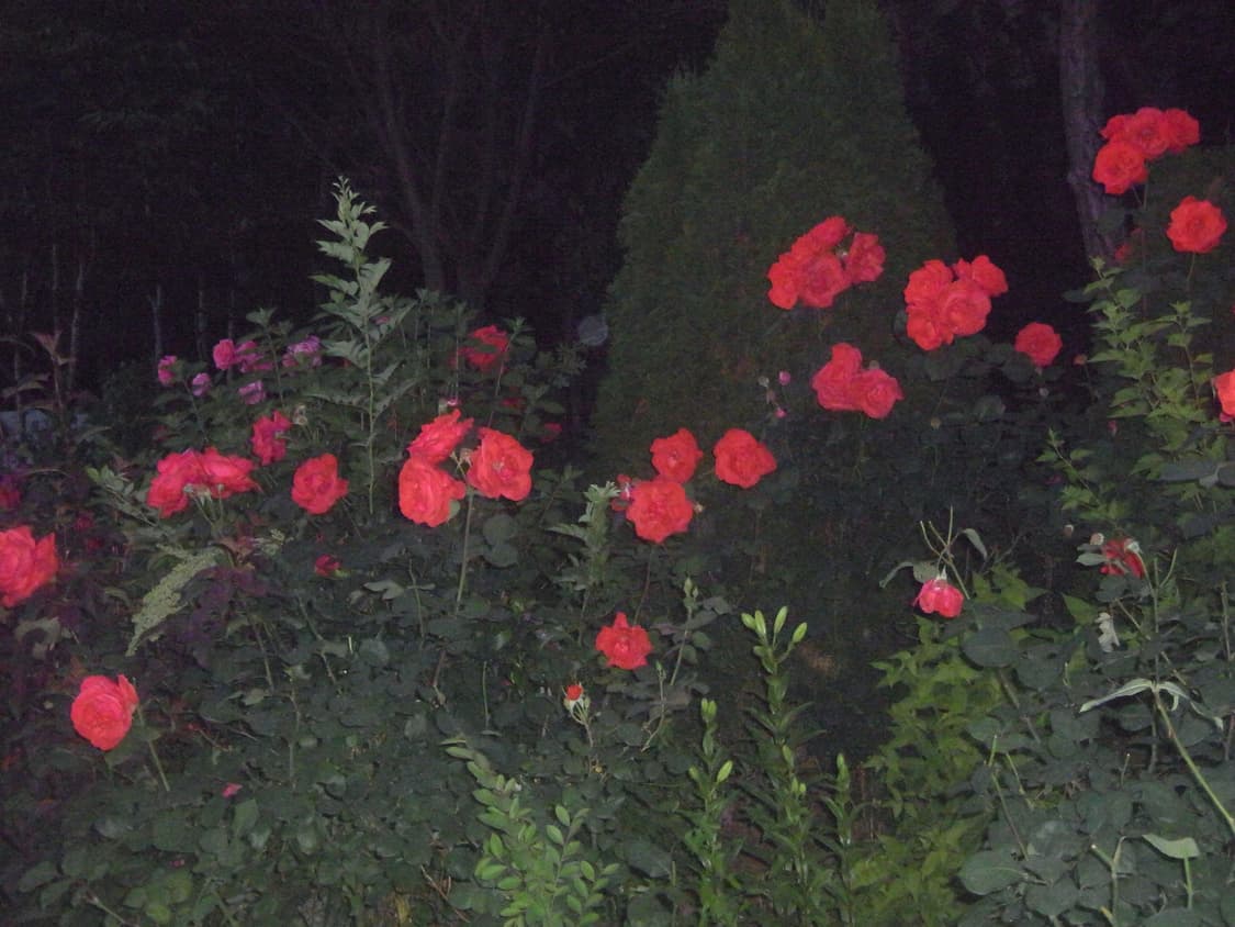 Ricoh px 리코 px 상품이미지8