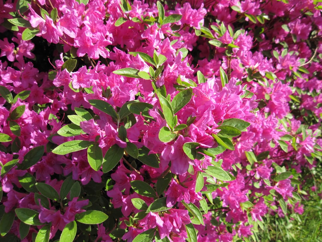 캐논 익서스 ixus 870is 판매 (한국어 지원) 상품이미지10