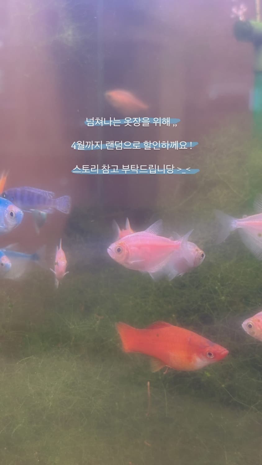 일본 빈티지 할인 공지 모리 모리걸 아오이유우 하구미 히피 에스닉 상품이미지1