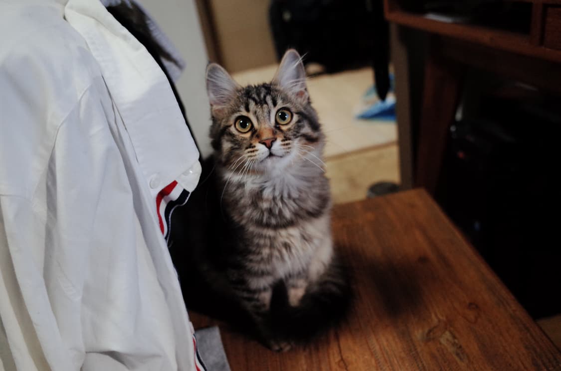 리코 GR2 디지털카메라 풀세트(카메라,베터리,충전기,스트랩,파우치 등) 상품이미지8