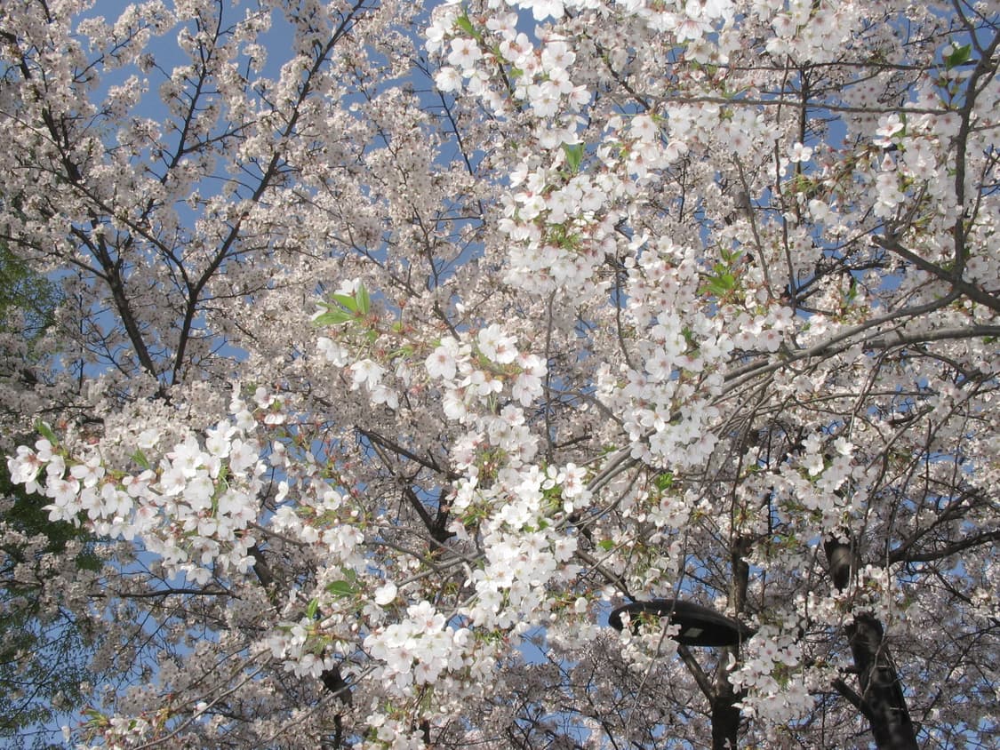 캐논 파워샷 A85 (작례있음) 상품이미지8