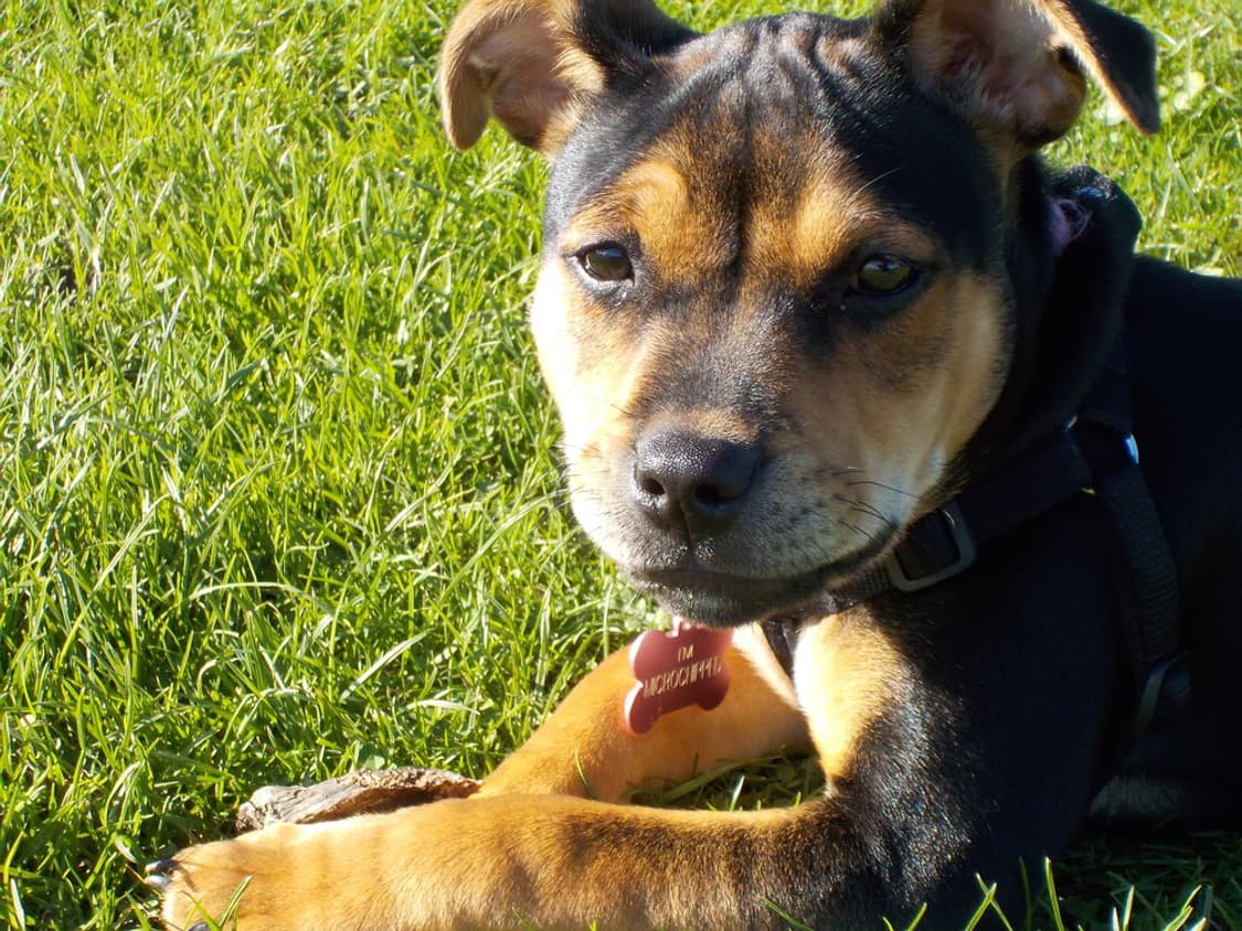 니콘 쿨픽스 S02 실버 ✨ 손안에 쏙 들어오는 초소형 감성디카 💕 상품이미지9