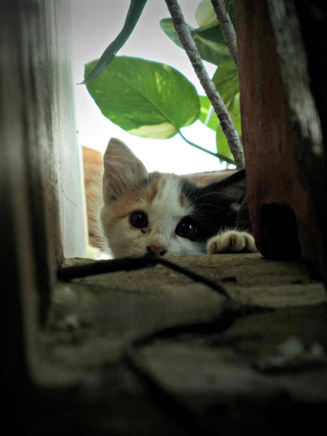 [하투하픽&뽀용!] 올림푸스 뮤 7040 베이지투톤 디지털카메라 상품이미지9