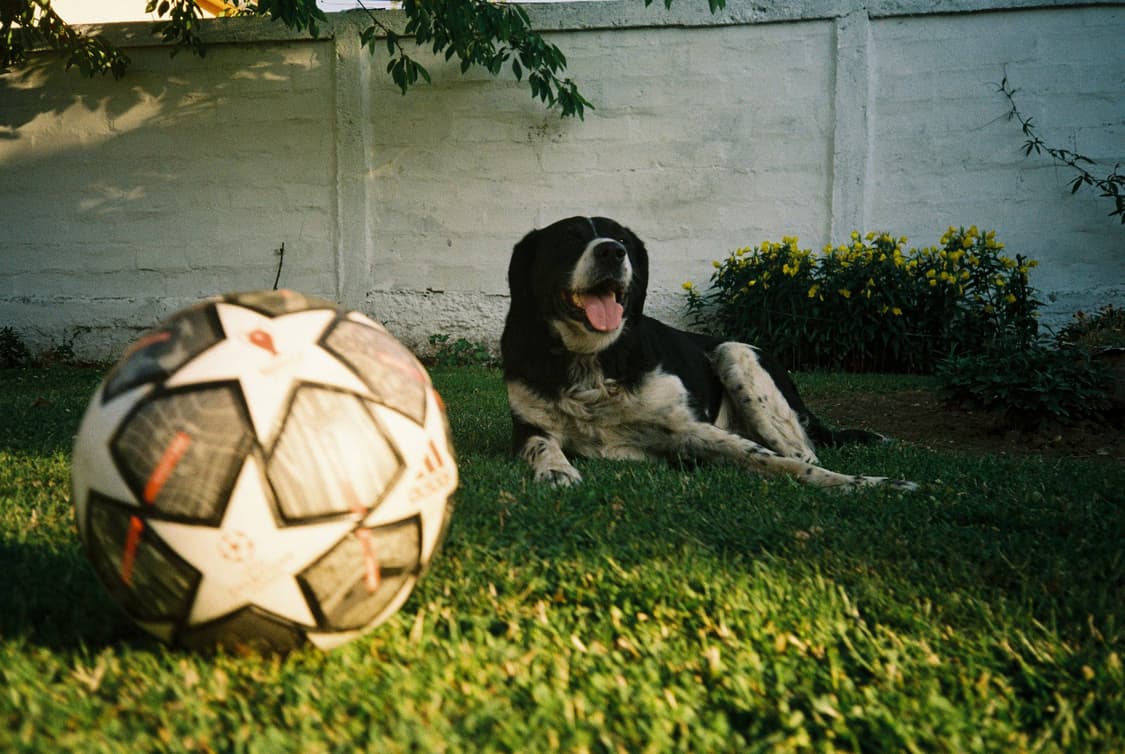 작례O 최강 똑딱이 3.5 단렌즈 올림푸스 am 100 필름카메라 빈티지 상품이미지4