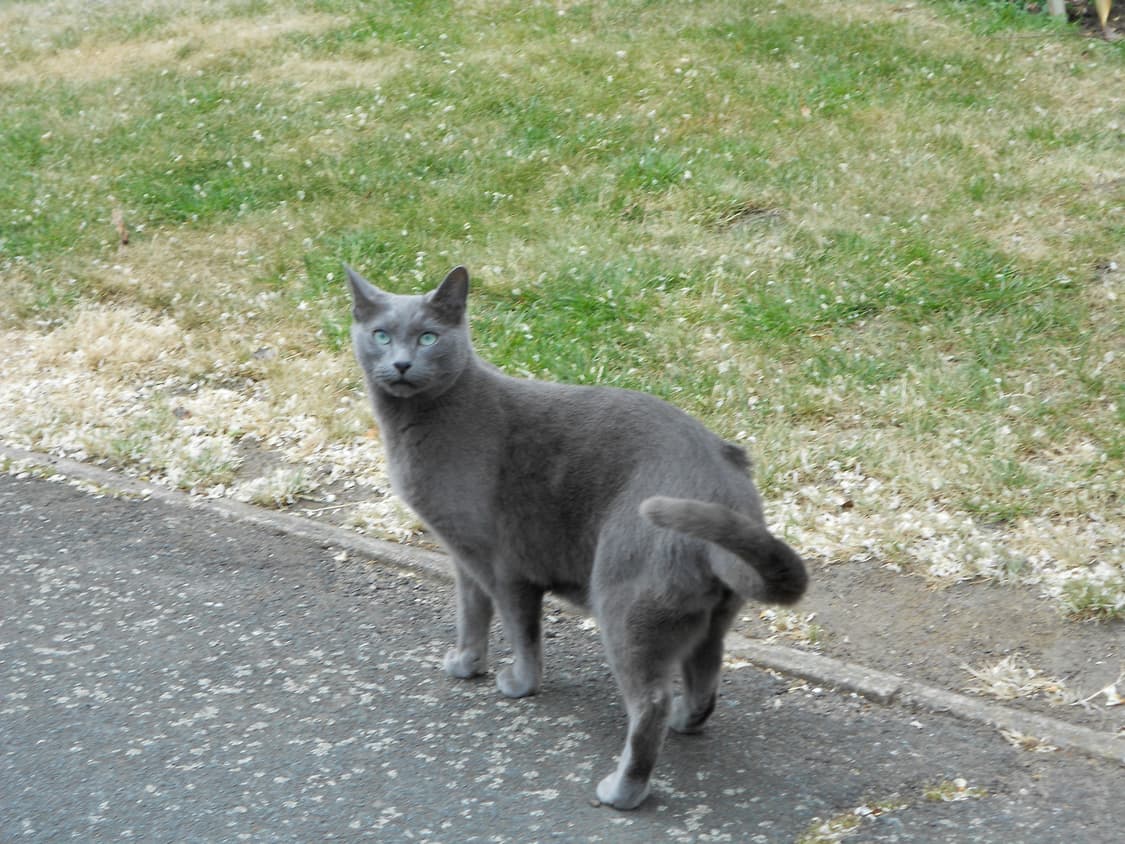 (색감/감성) 니콘 쿨픽스 Nikon Coolpix S3100 상품이미지8