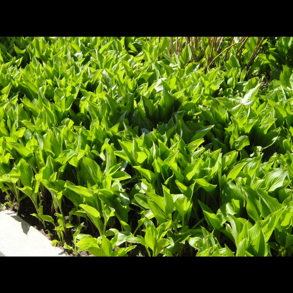 작례⭕️ 소니 사이버샷 DSC-TX5 상품이미지2