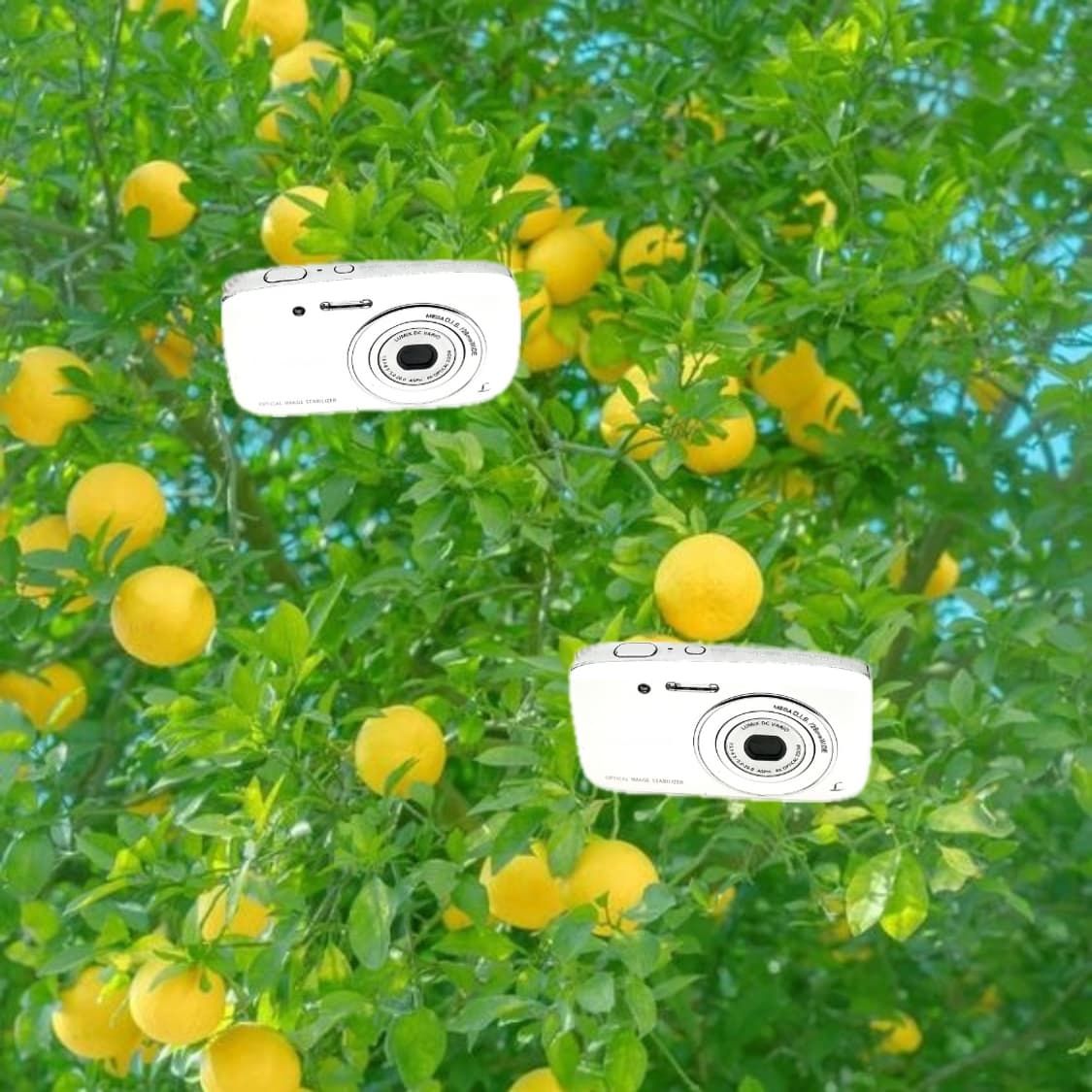 츄 디카&라이카!) Leica x Panasonic S1 카메라 상품이미지1