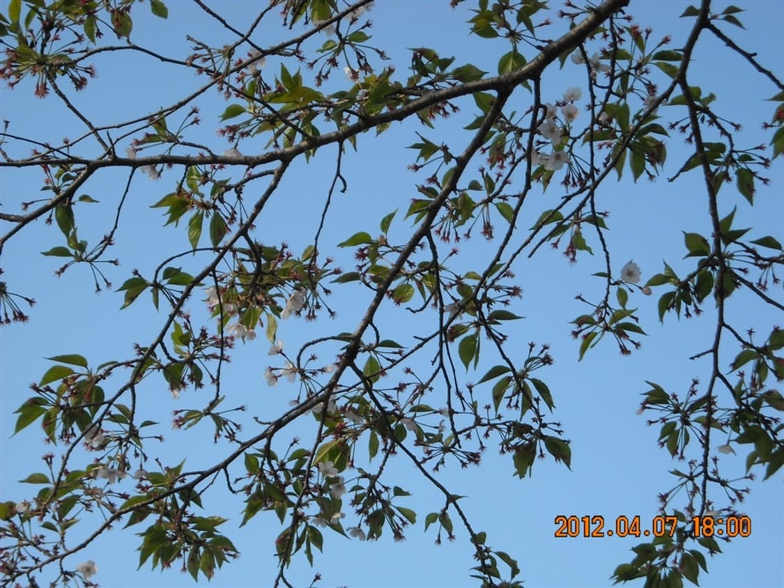 니콘 쿨픽스 Nikon Coolpix L18 실버 상품이미지5