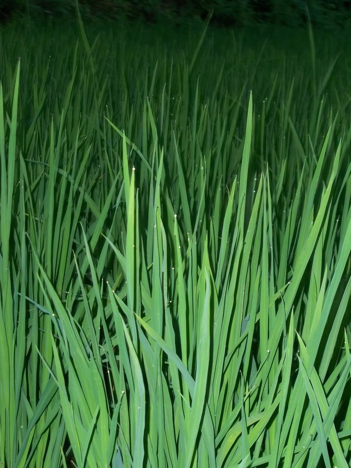 Nikon Coolpix L1 상품이미지4