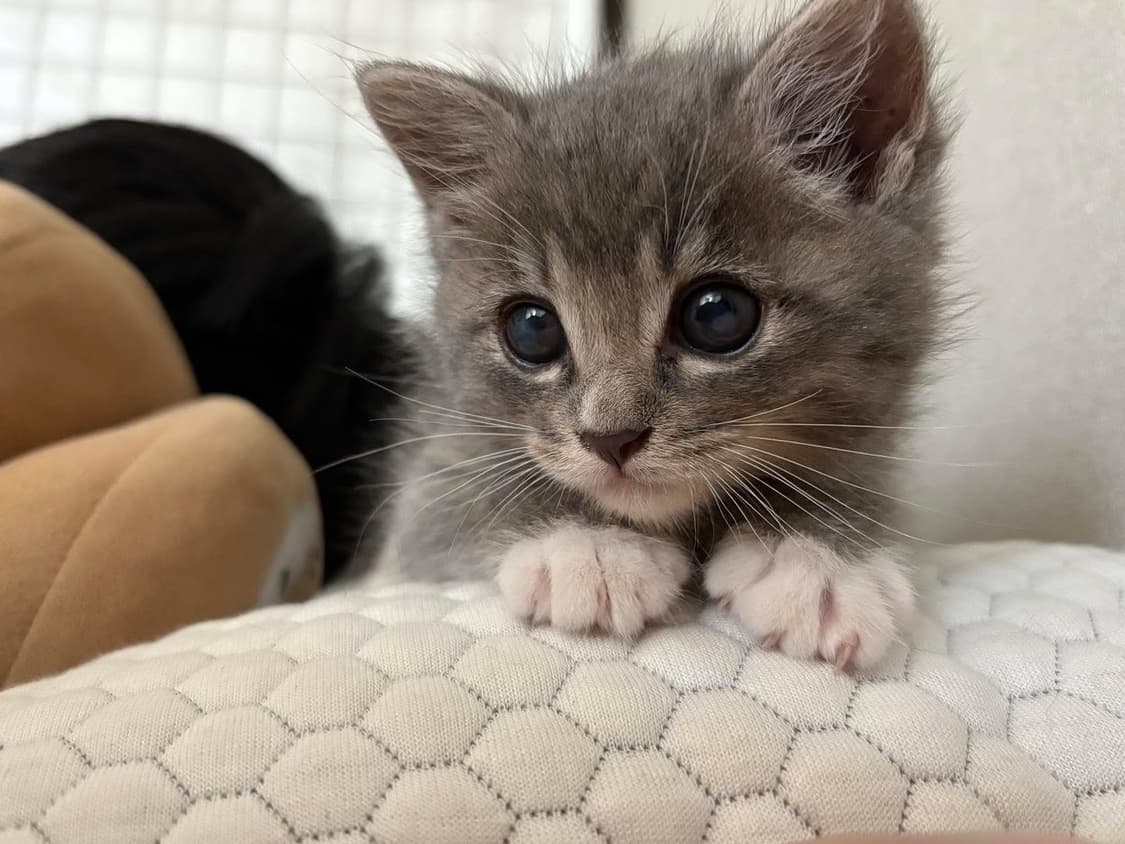 토토 팔아요 상품이미지1