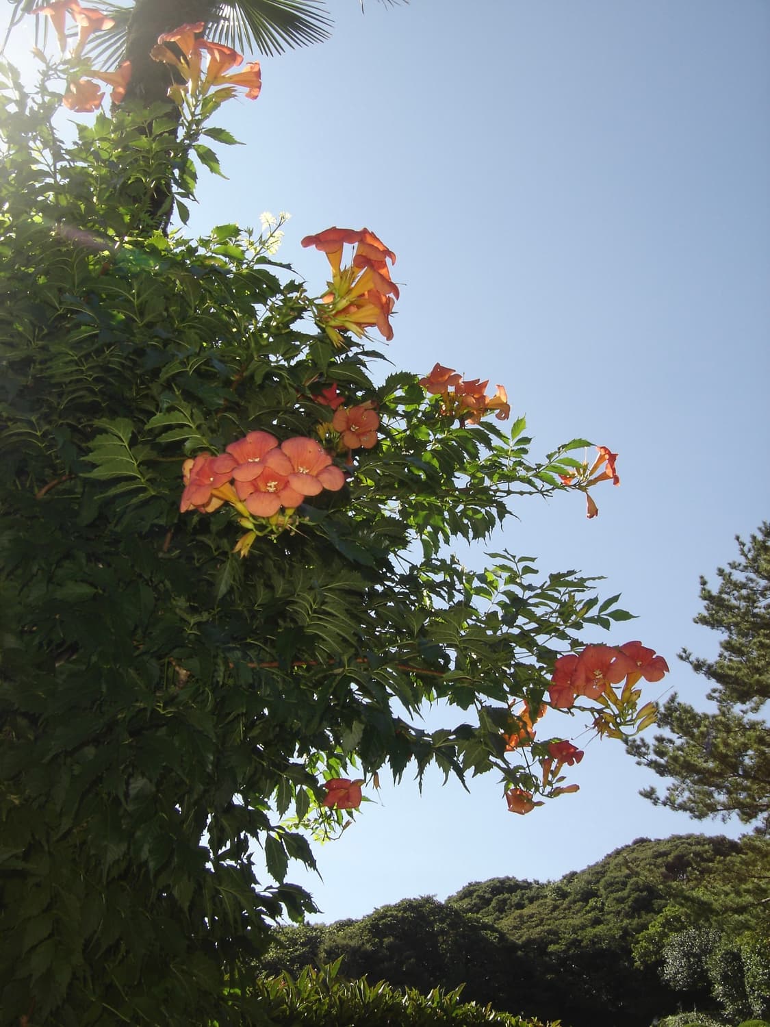 소니 사이버샷 dsc-P93 디카 (작례O) 상품이미지6