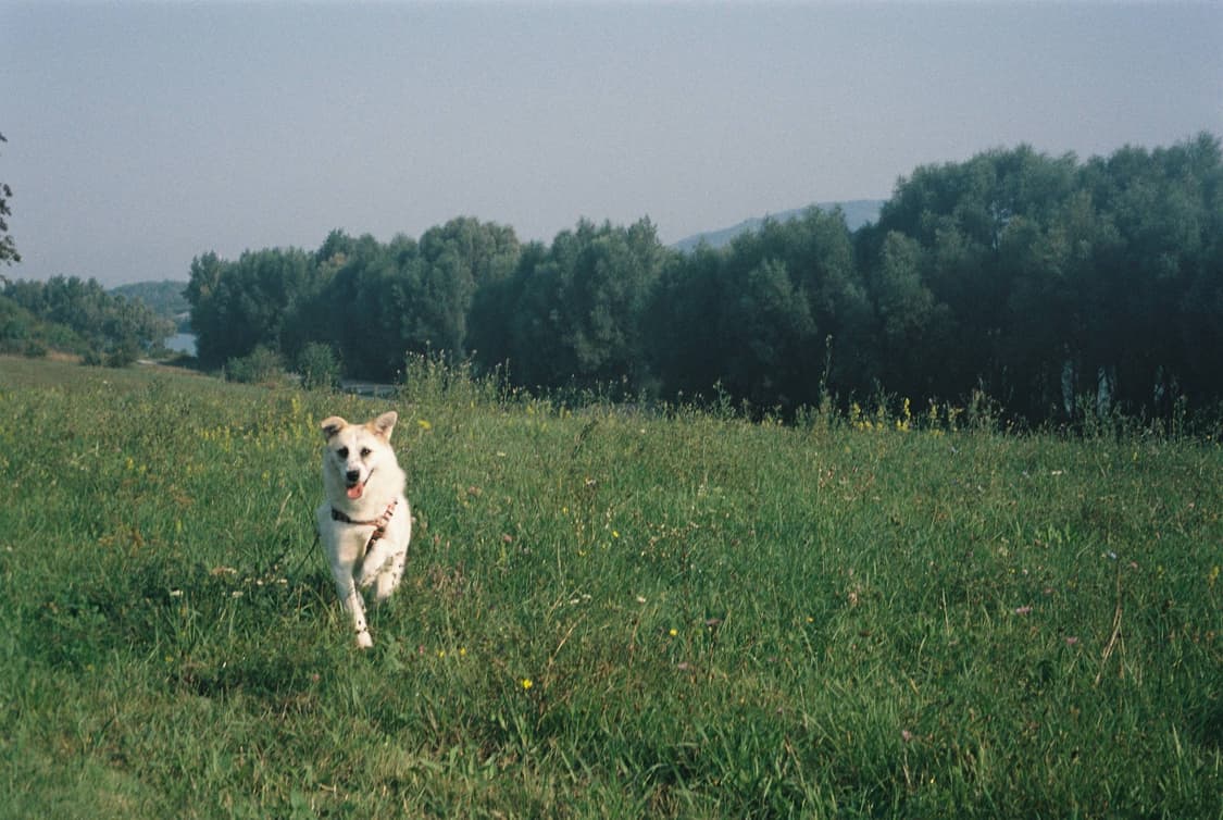 라이카 Z2X 최상급 상품이미지6