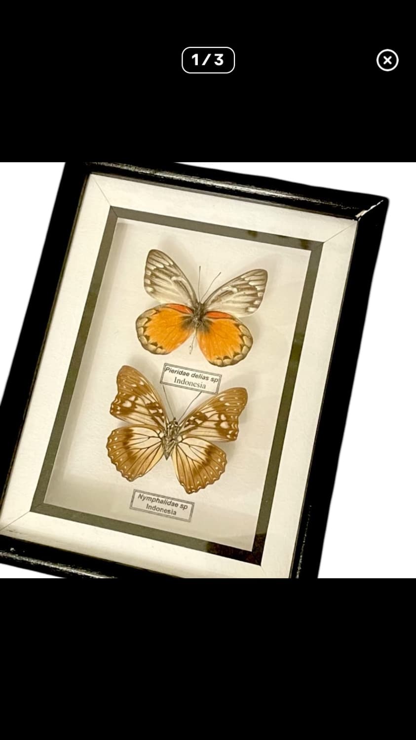 나비 박제 액자 유럽풍 인테리어 상품이미지1