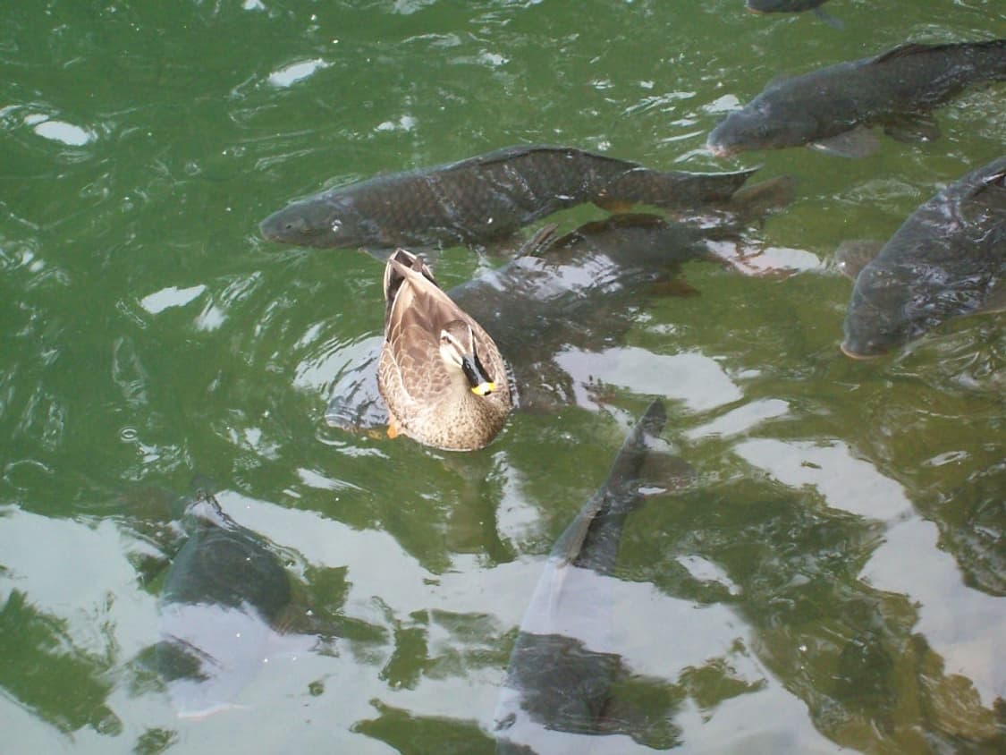 코닥 이지쉐어 C813 블루 Kodak Easyshare C813  ​ 상품이미지8