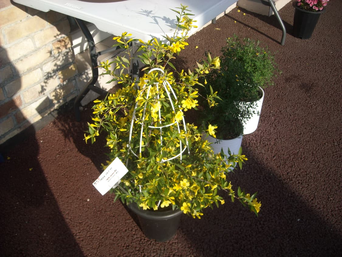 튜닝,작례O)니콘 쿨픽스 S520  Nikon COOLPIX 빈티지 디카 상품이미지10