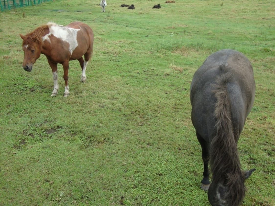 Sony cybershot dsc-w220 사이버샷 콤팩트 감성 작례 O 상품이미지9