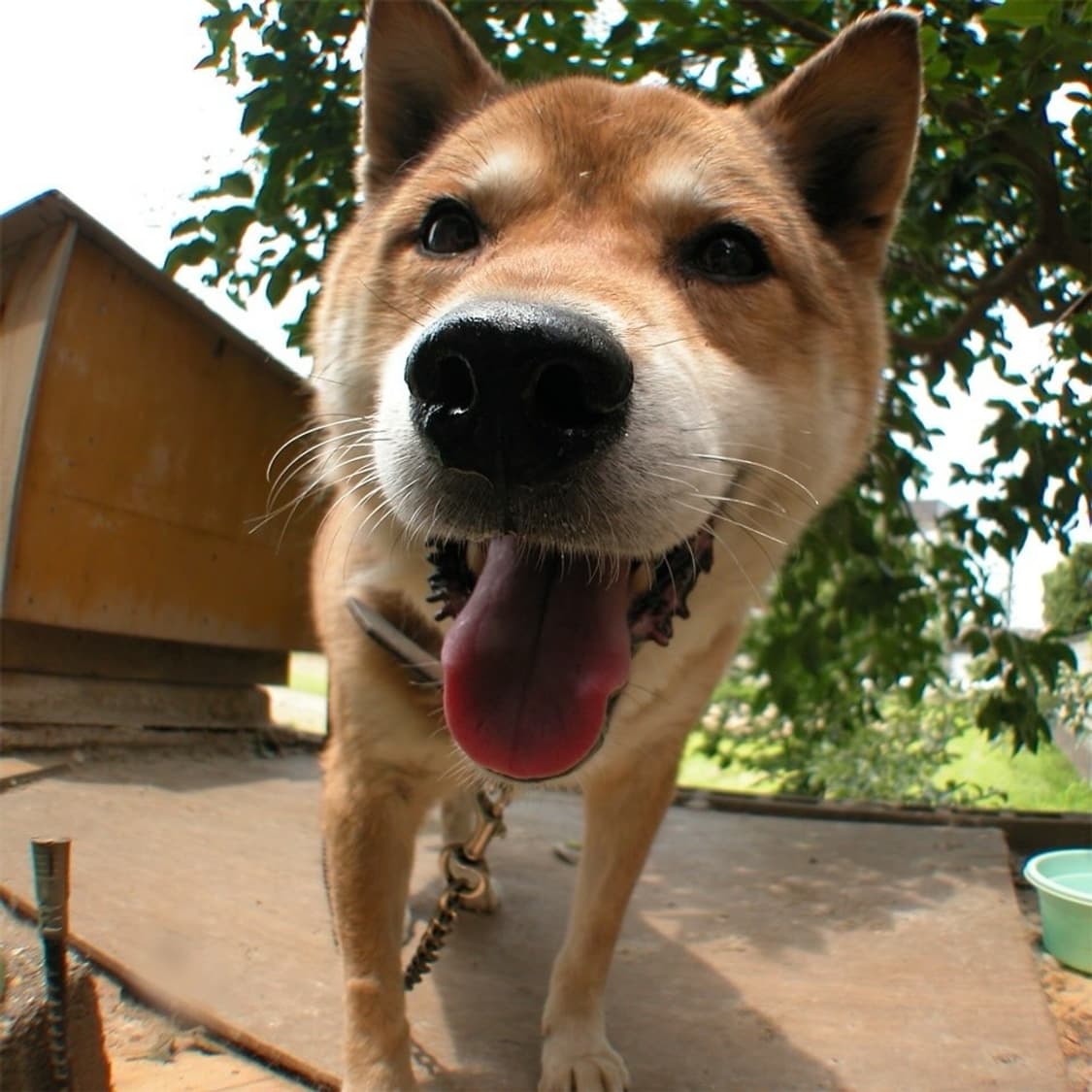 니콘 쿨픽스 Nikon COOLPIX P5000 실버 상품이미지2