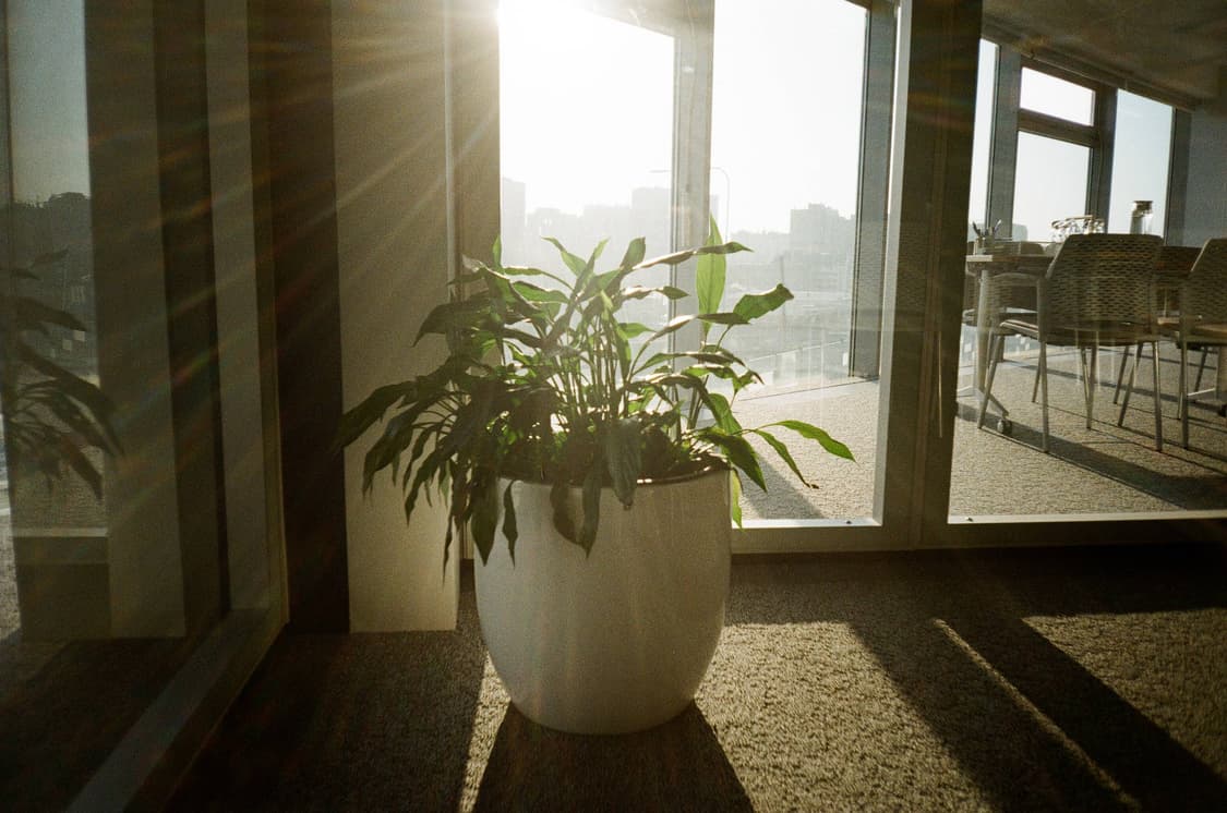 작례 포함 입문 스냅용 단렌즈 삼성 Thank-Q 필름카메라 빈티지 필카 상품이미지2