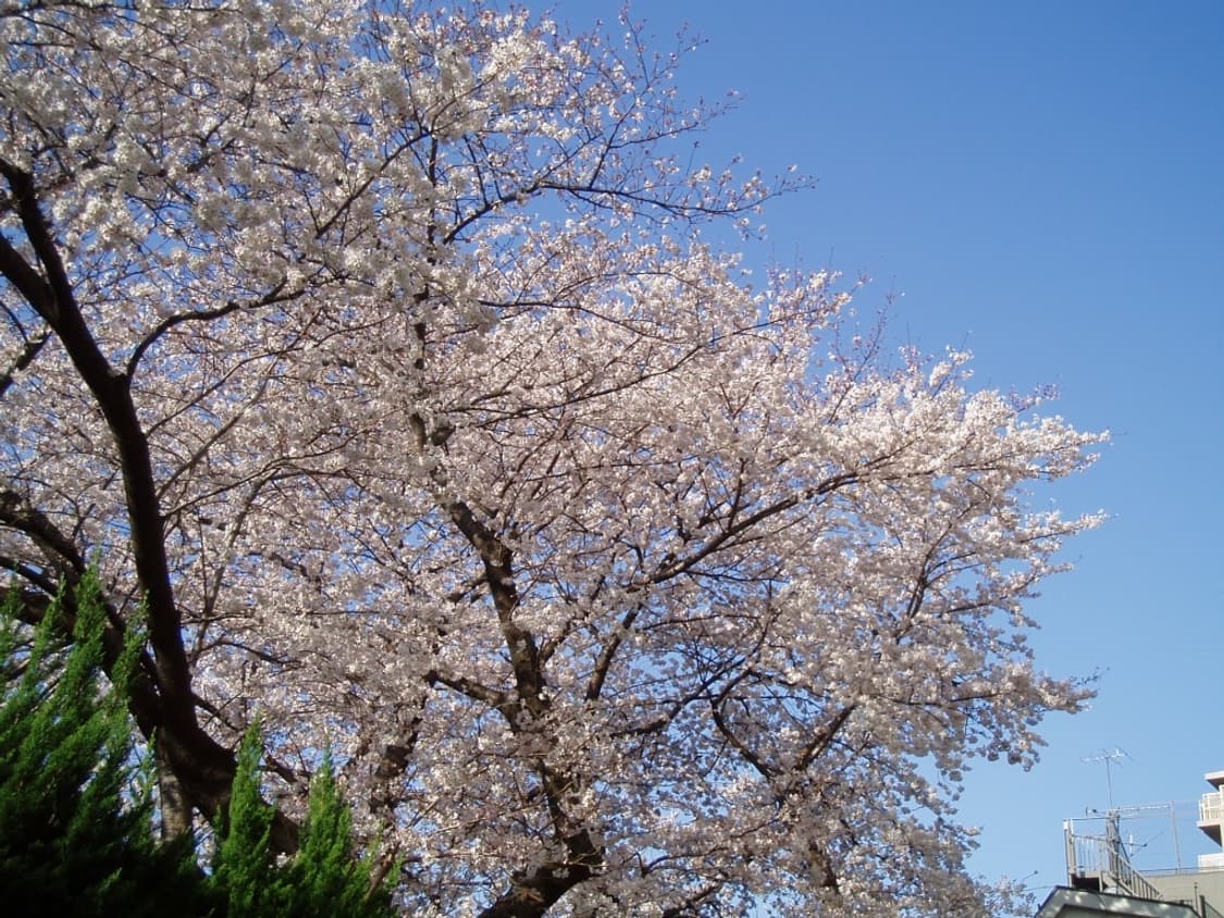 올림푸스 뮤-미니 Olympus Mju-mini DIGITAL 화이트 상품이미지3