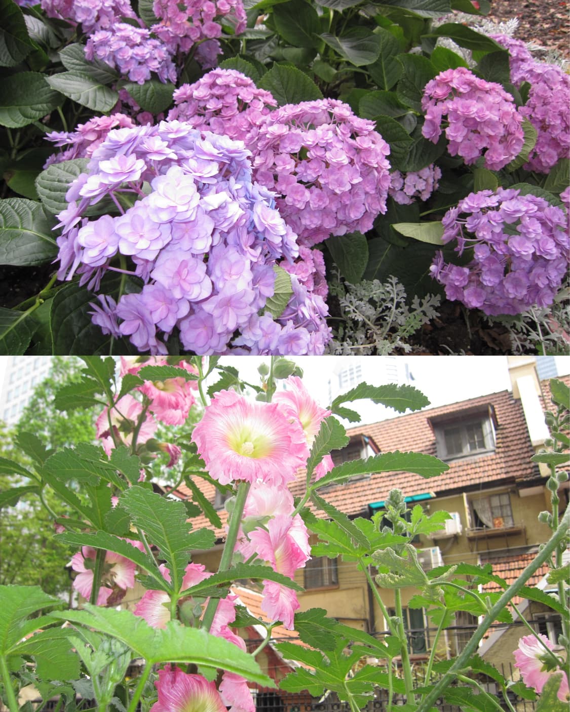Canon ixus 110is 상품이미지4