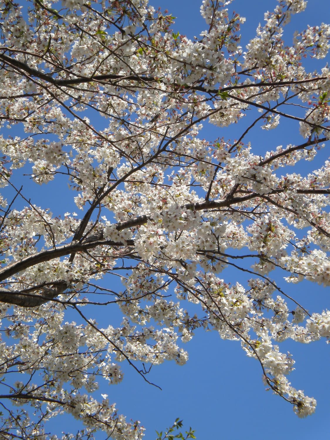 니콘 쿨픽스 s230(한글지원) 상품이미지7