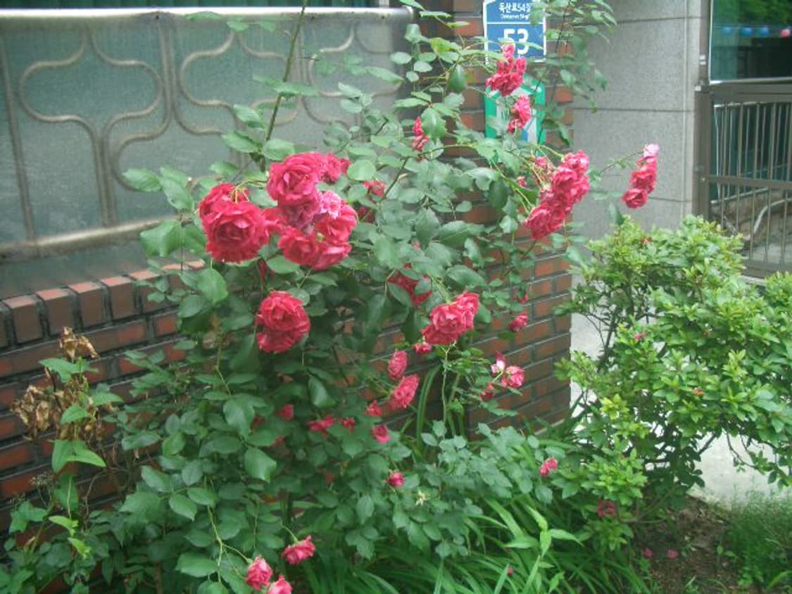 카시오 엑슬림 ex-z4 디카 (빈티지 카메라) 상품이미지10