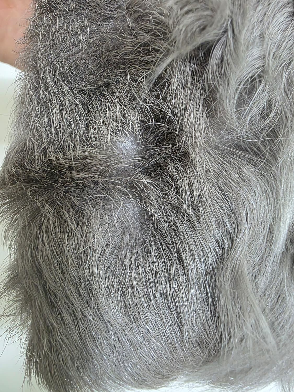 자라 ZARA WOMAN 100% 새끼양가죽 롱 퍼코트 (M사이즈) 상품이미지8