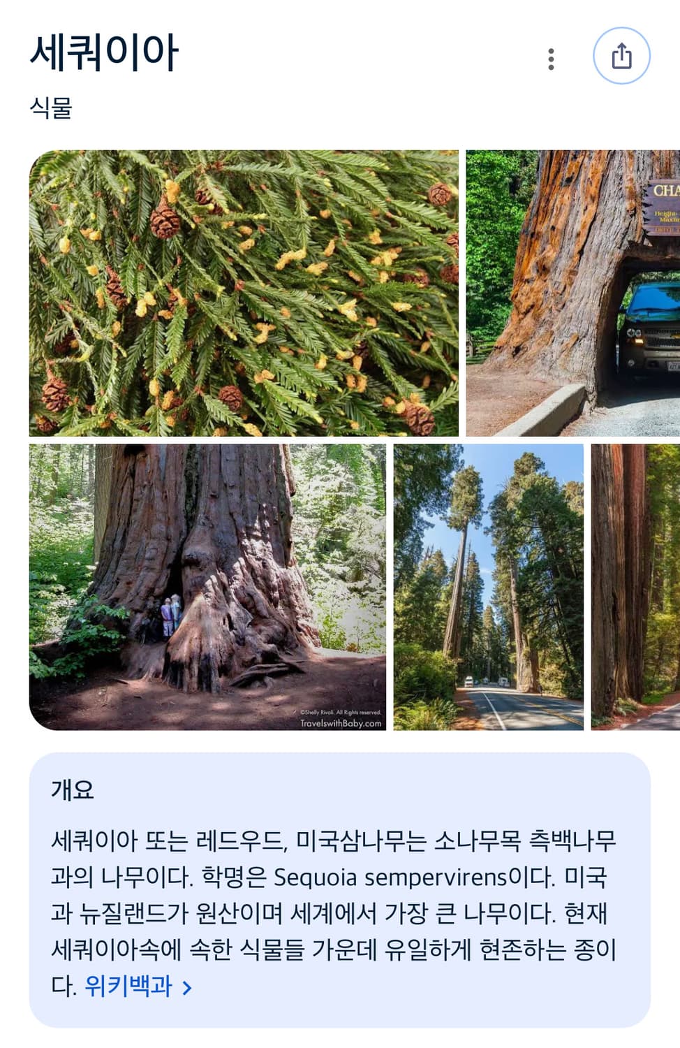 택포) USA 캘리포니아 레드우즈 빈티지 볼캡 모자 상품이미지6