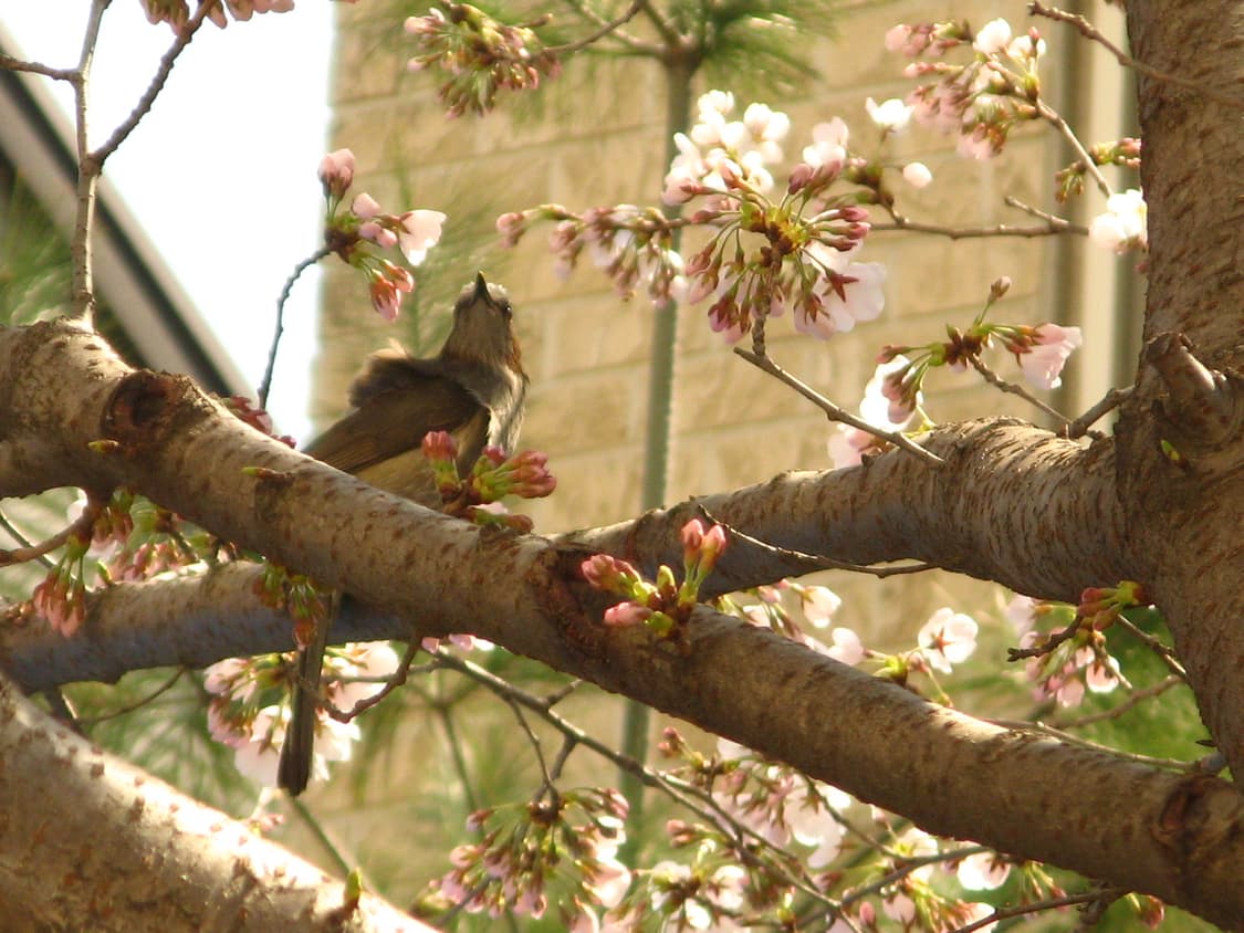 [작례] 캐논 파워샷 A710 IS / 디카 상품이미지7
