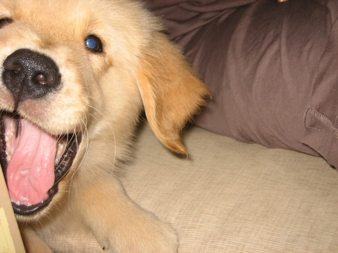 캐논 익서스 55 Canon IXUS 55 (IXY 60 익시 60) 상품이미지4