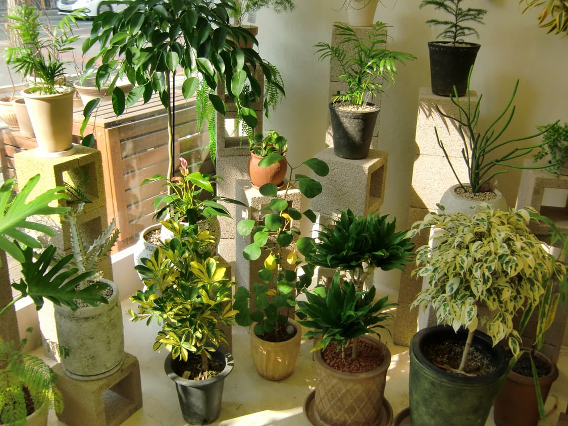 데일리 스냅용 추천, 츄 디카 카시오 엑슬림 h10(작례있음) 상품이미지6