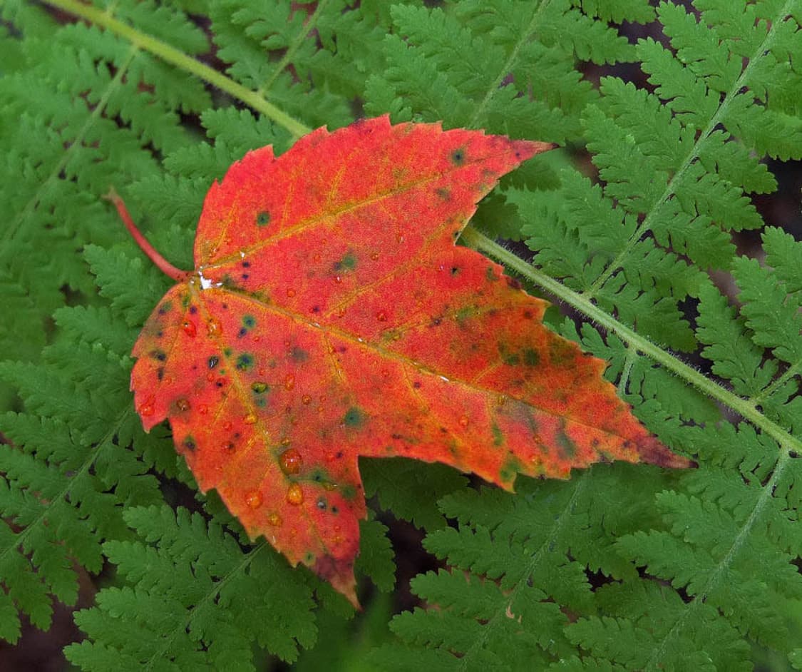 (A급) Casio Exilim EX-Z60 (카시오  EX-Z60)  상품이미지8