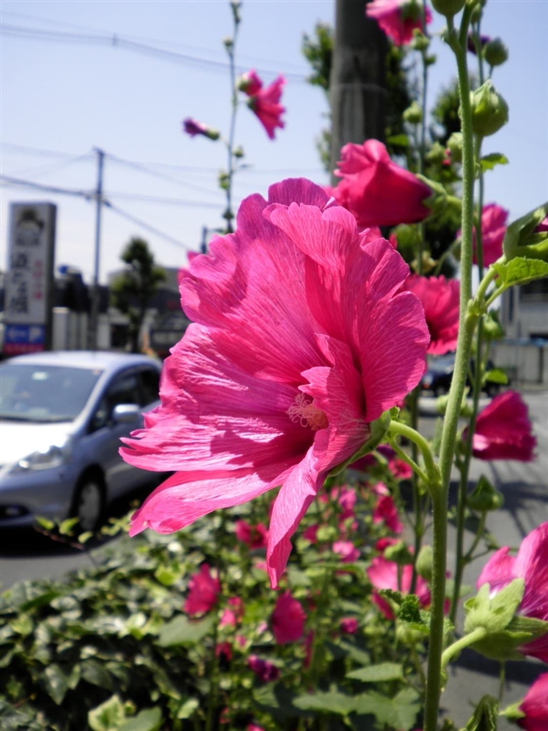 산요 Sanyo DSC-X1260 빈티지 디카 디지털카메라 상품이미지9