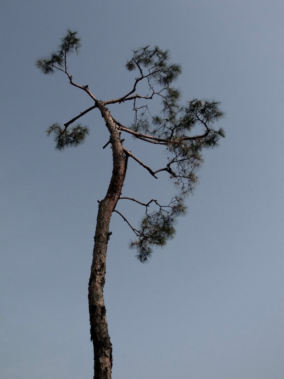 리코 Ricoh CX2 카메라 (작례) 상품이미지10