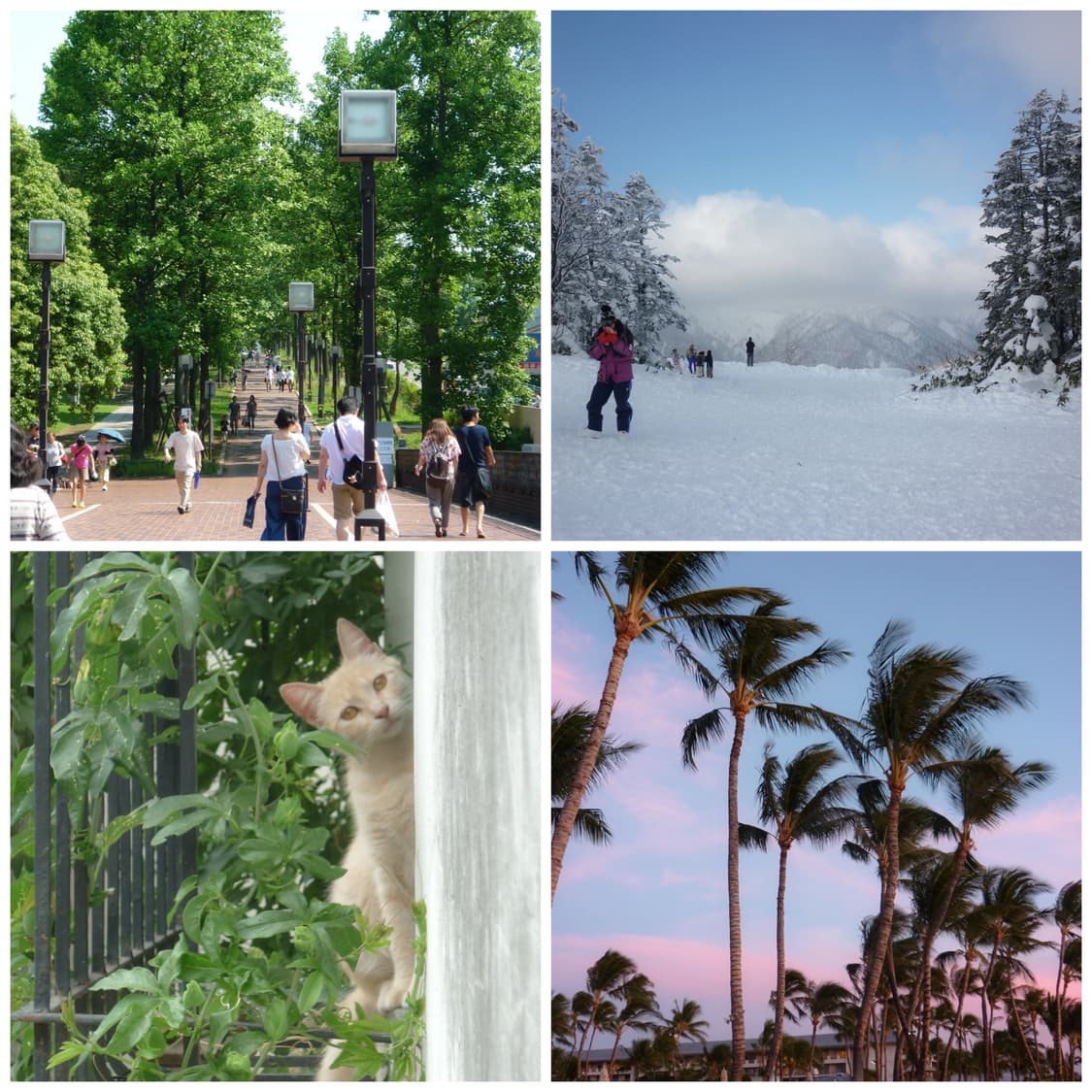 파나소닉 루믹스 DMC-FS7 그린(빈티지디카) 작례포함 상품이미지3