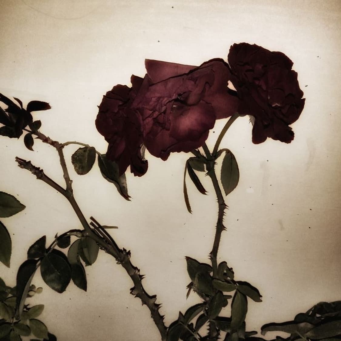 결제창 상품이미지1