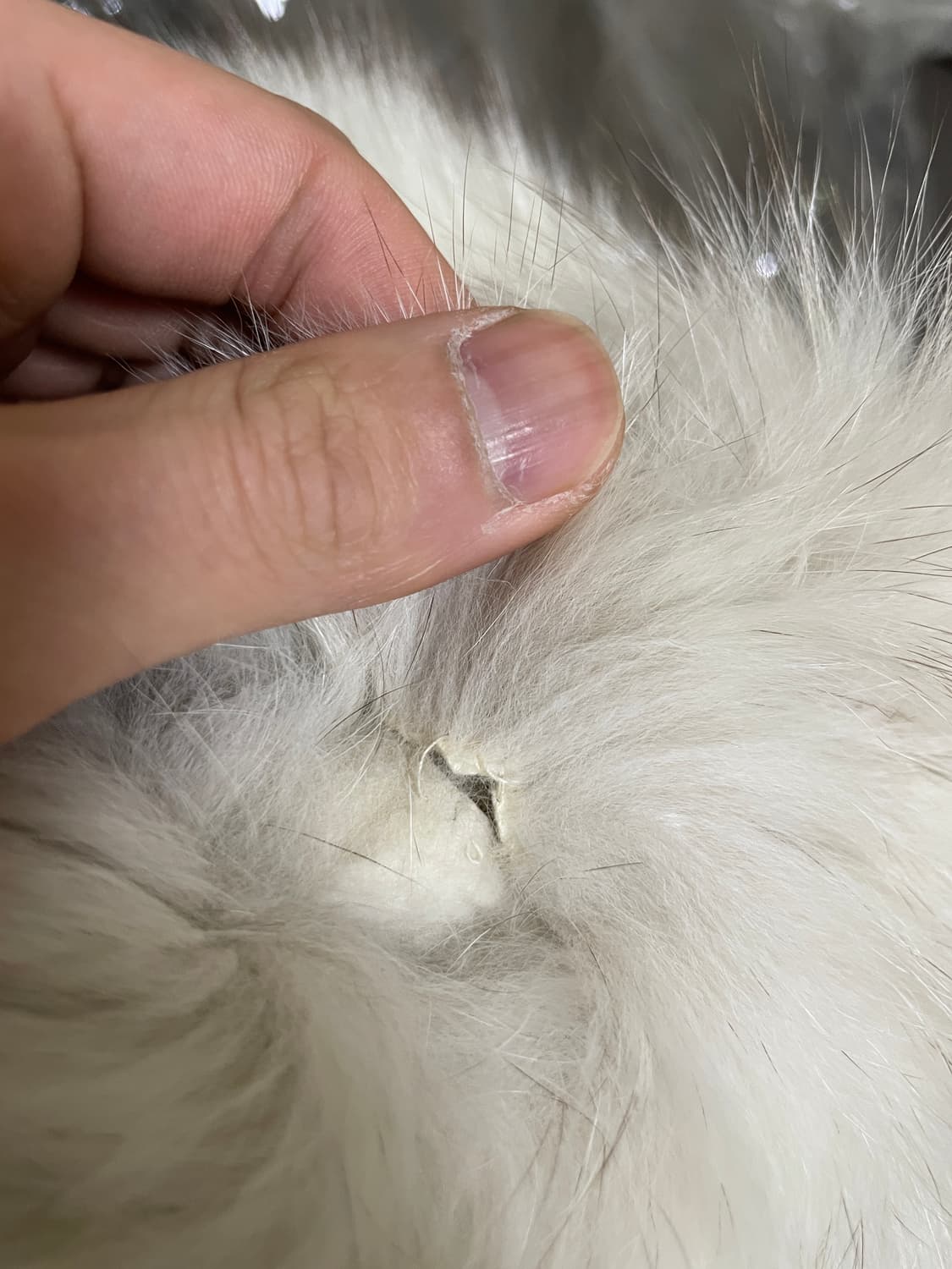 시가 폭스 퍼 자켓 J03330 상품이미지6