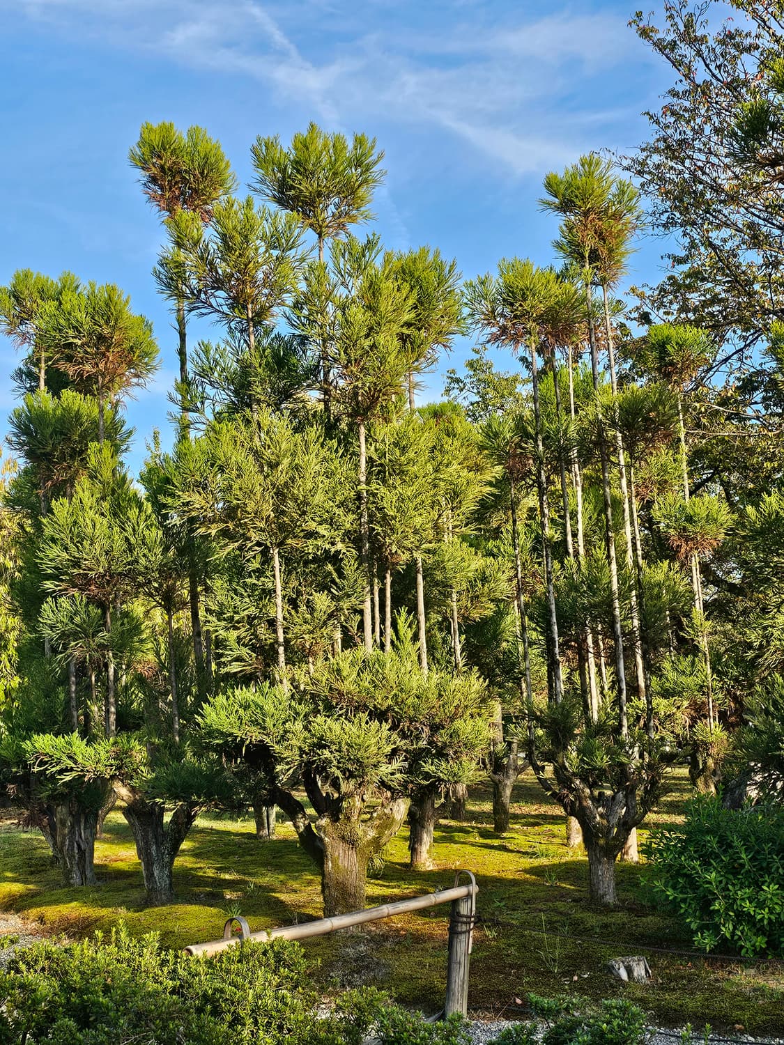 Nikon COOLPIX 2000 (니콘 쿨픽스 2000) 상품이미지9