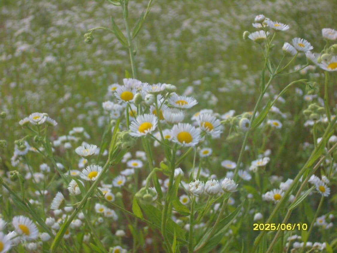 삼성 케녹스 S1000 디카 (빈티지 카메라) 상품이미지7