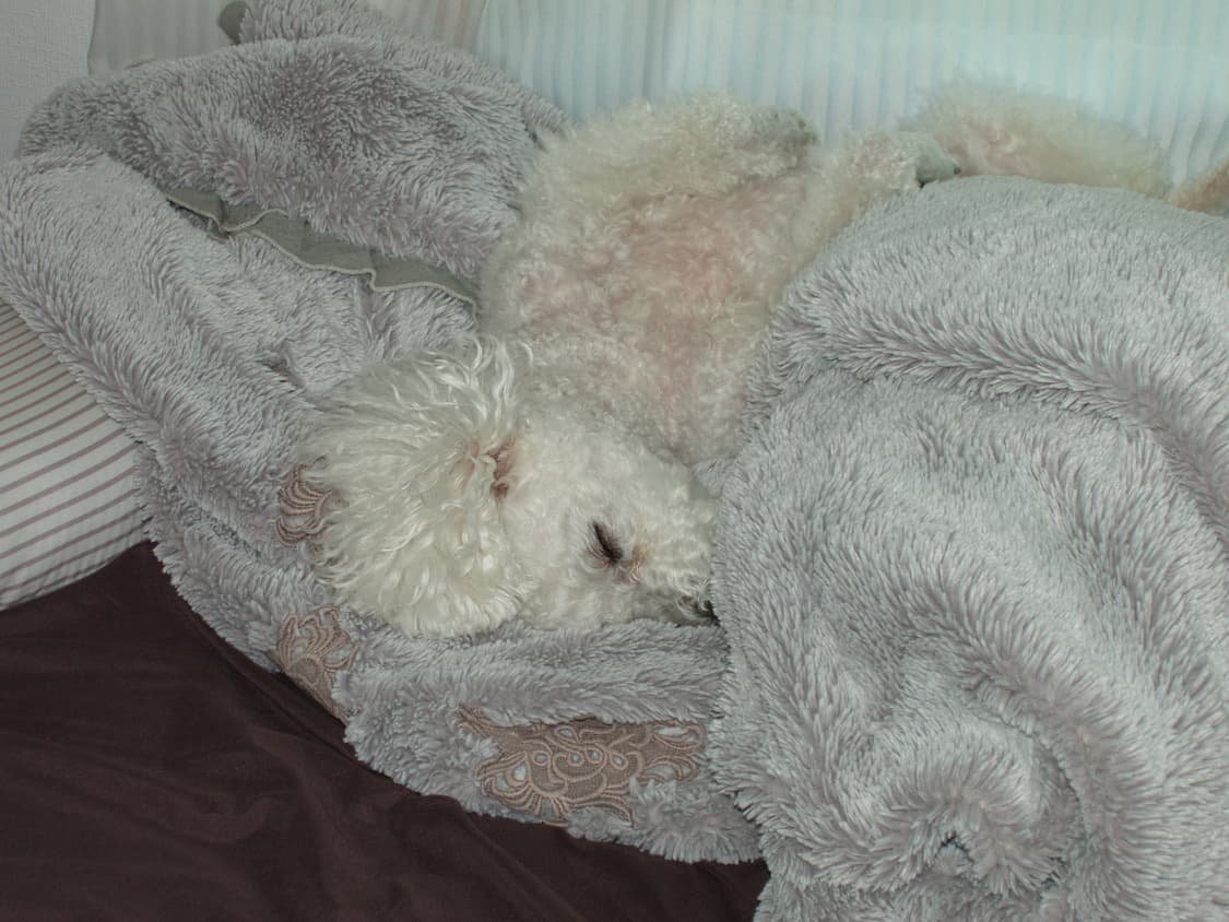 올림푸스 카메디아 C5000 빈티지 디지털카메라 상품이미지7