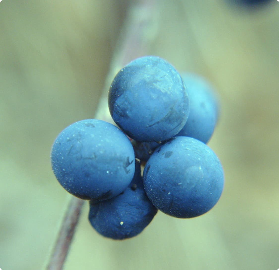 삼성 케녹스  Samsung Kenox #11 블랙 상품이미지3