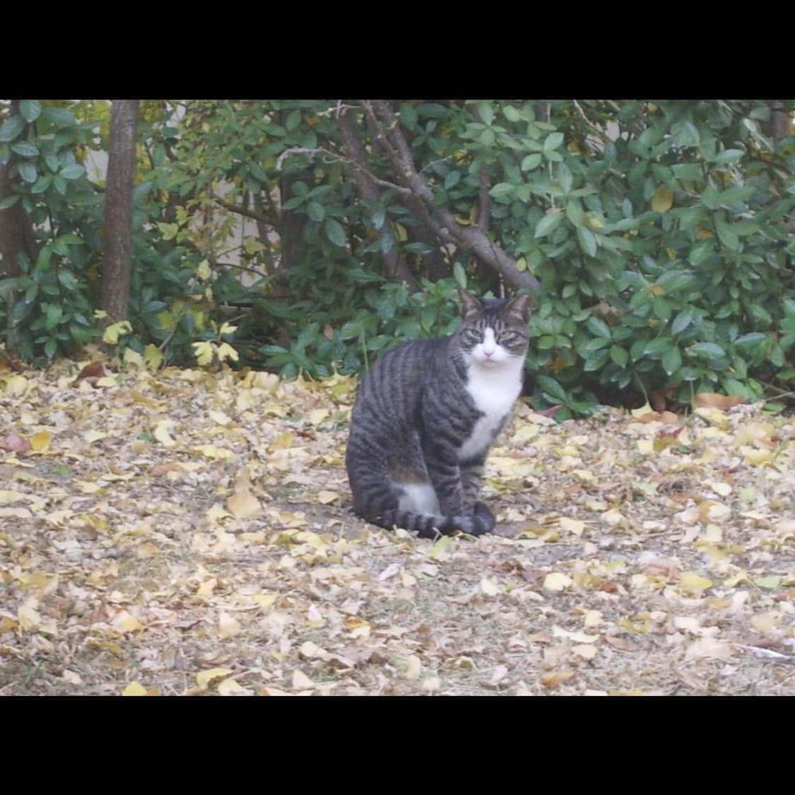 펜탁스 옵티오 E90  + 박스 메탈릭실버 💫 빈티지 디카 디지털카메라 상품이미지8