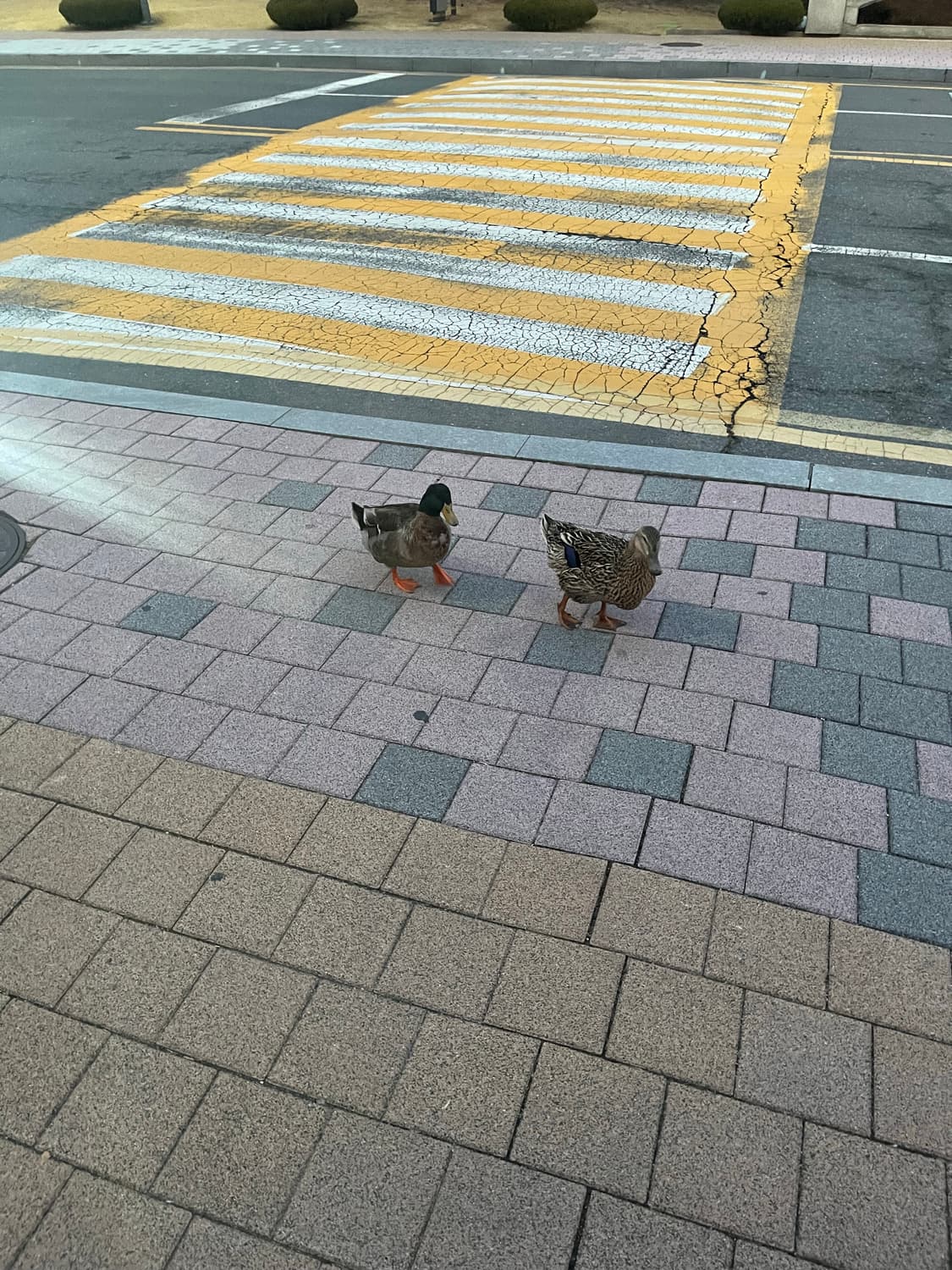 수준업님 결제창 상품이미지1